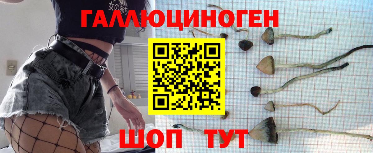 Минусинск  Псилоцибиновые грибы Psilocybe  Вход с VPN 